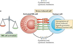 H-NK High Purity Activated NK Cell Technology